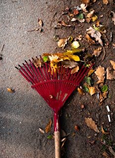 Close-up of a red rake amidst fallen autumn leaves on a pavement.